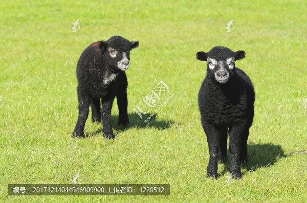 動物