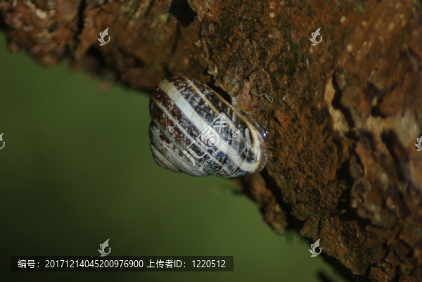 蝸牛殼