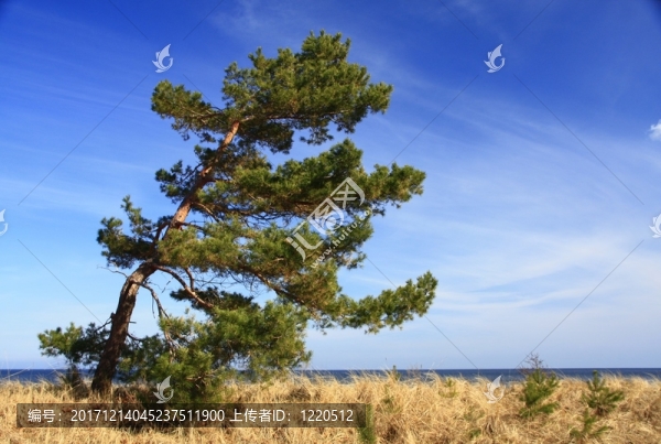 在波羅的海