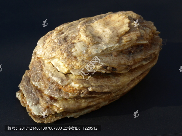 猛犸象磨牙,-,上更新世,-,石化