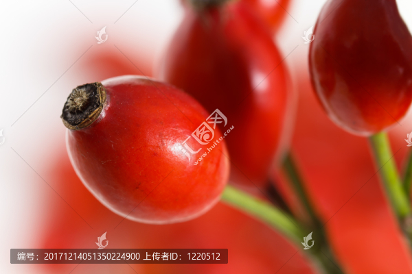 在白色的玫瑰果