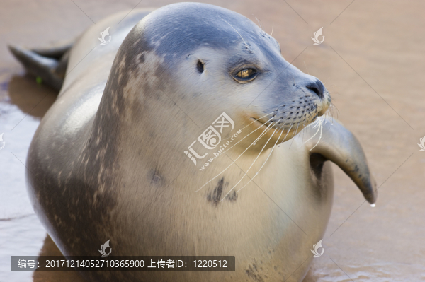 哺乳動物
