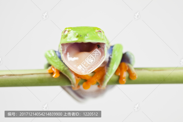 動(dòng)物