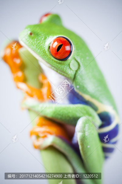 動(dòng)物