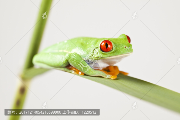 動(dòng)物