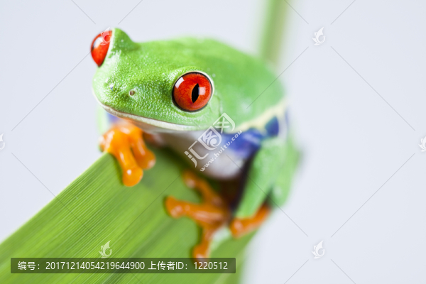 動物