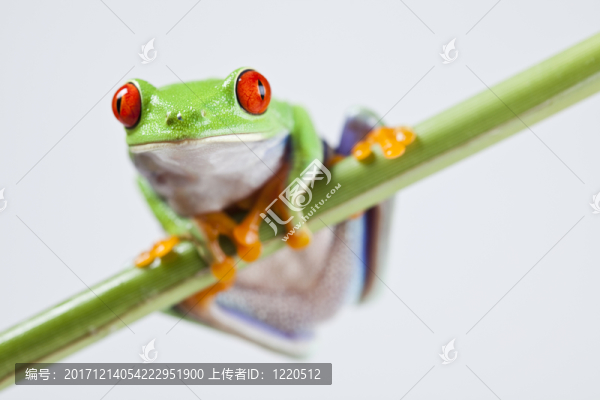 動(dòng)物