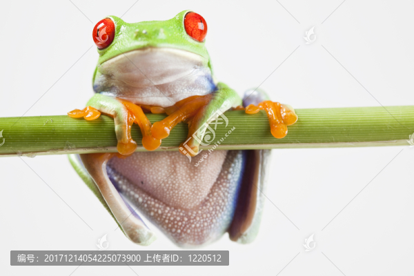 動(dòng)物