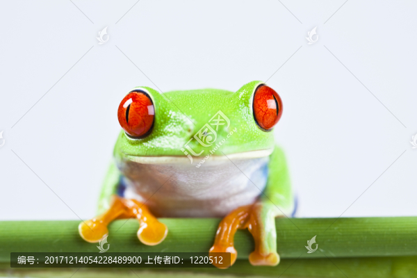 動(dòng)物
