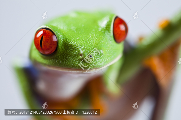 動(dòng)物