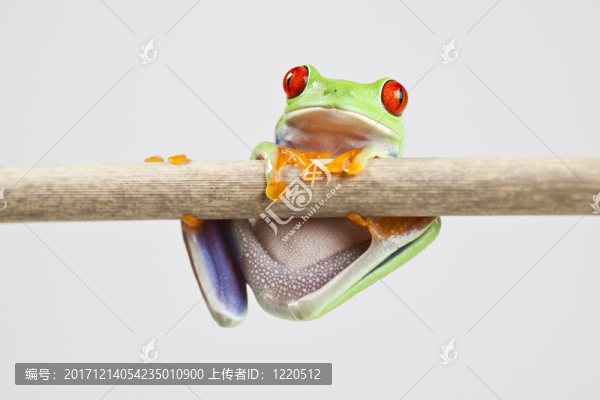 動物