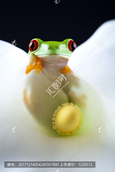動物