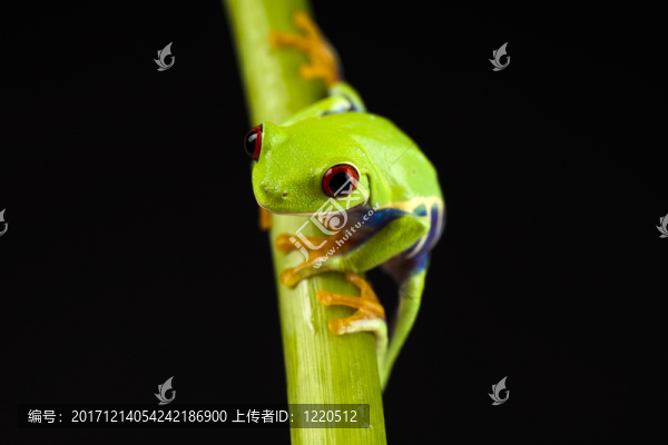 動物