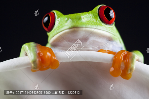 動物