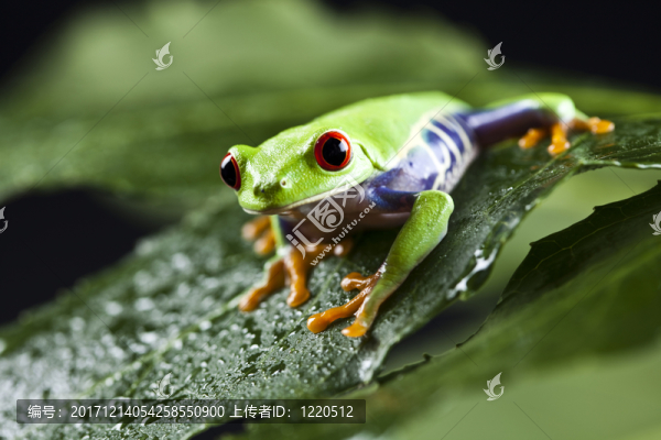 動物