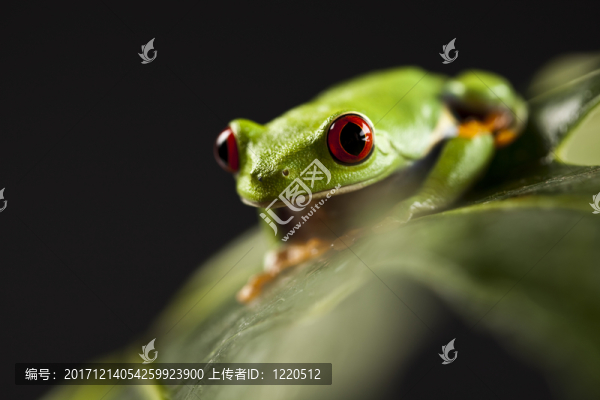 動(dòng)物