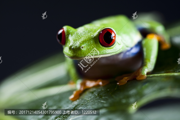 動物