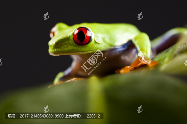 動物