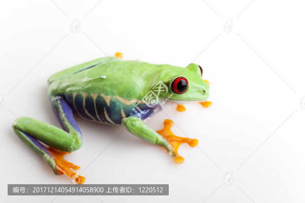 動物