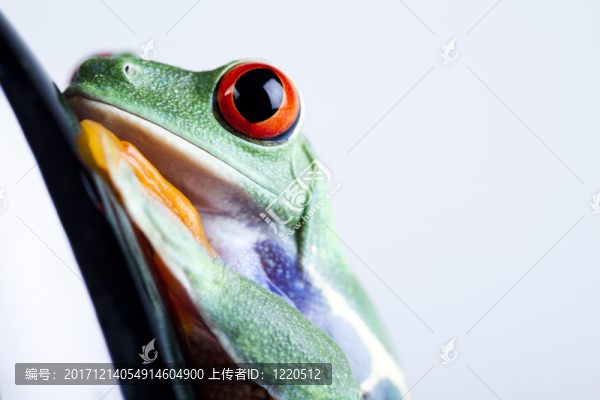動(dòng)物