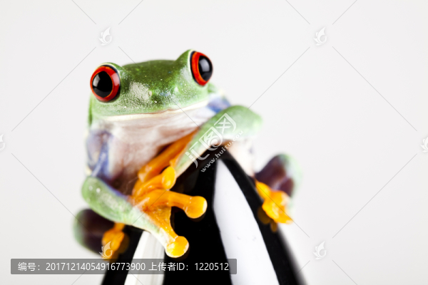 動物