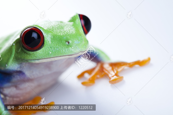 動(dòng)物