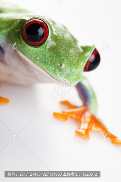 動物