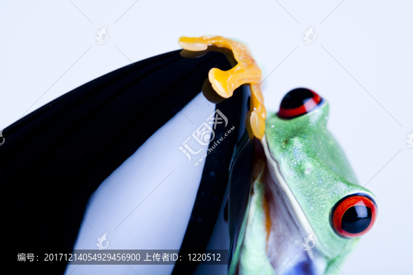 動物