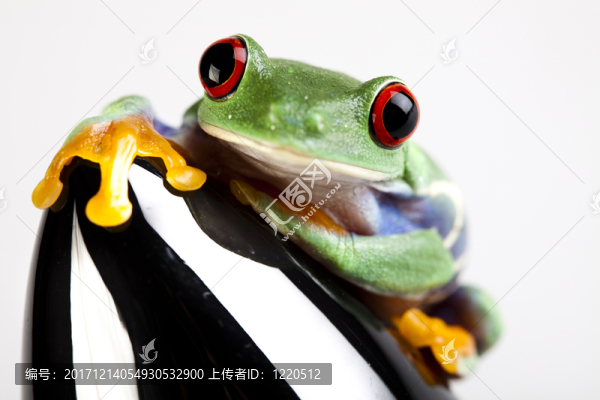 動(dòng)物