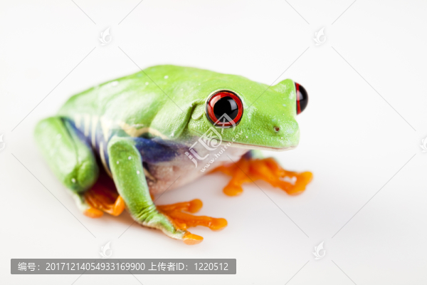 動(dòng)物