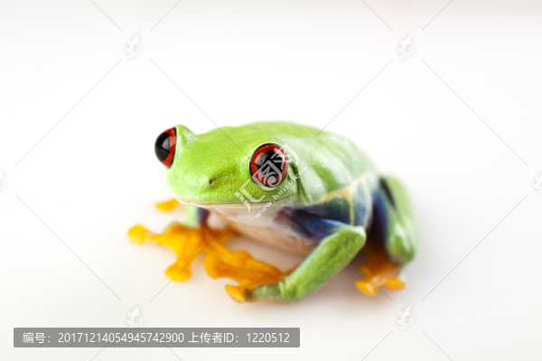 動(dòng)物
