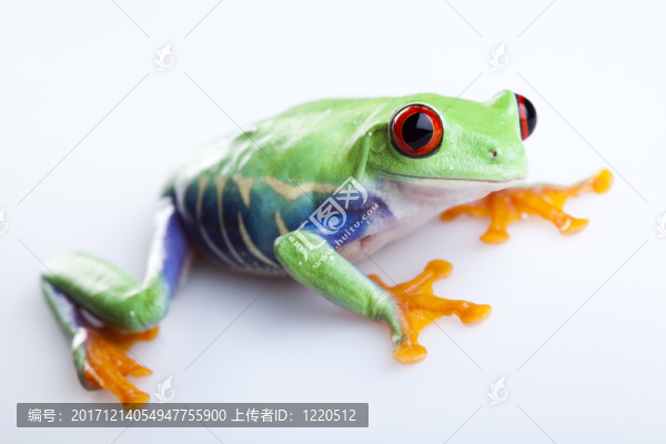 動物