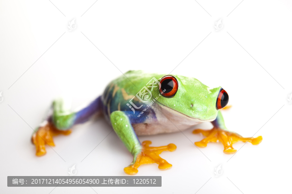 動物