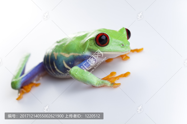 動(dòng)物