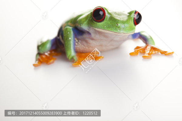 動物