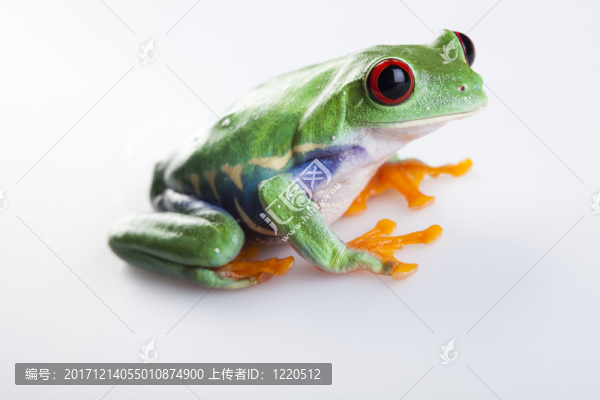 動(dòng)物