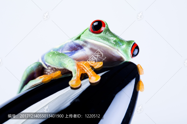動物