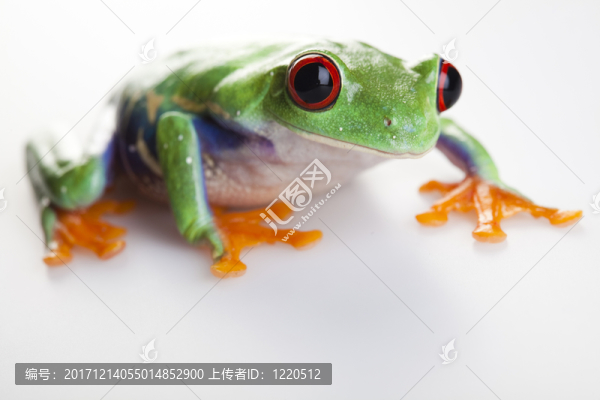 動(dòng)物