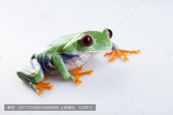 動(dòng)物