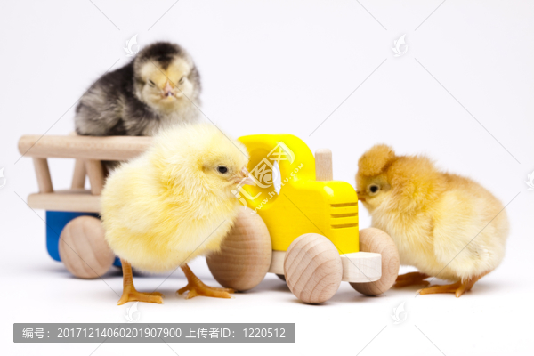 動物