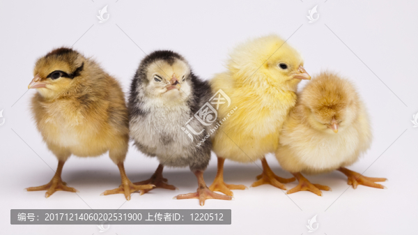 動物
