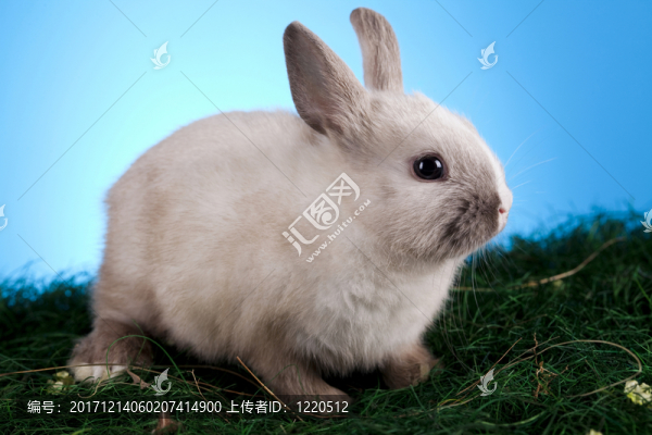 假日