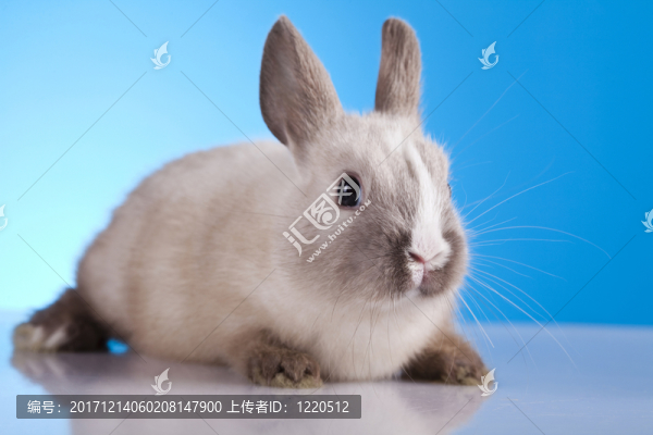 假日