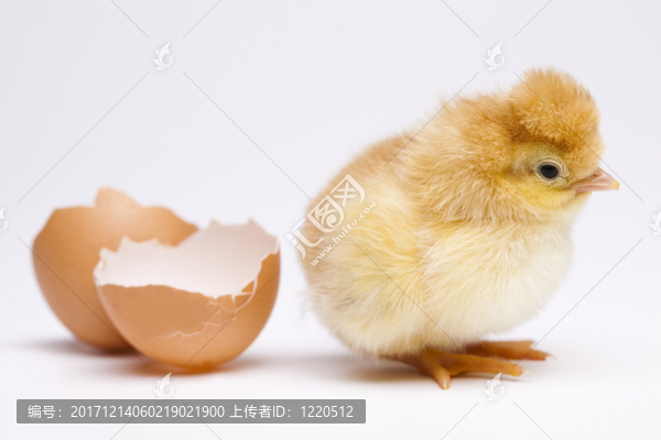 動物