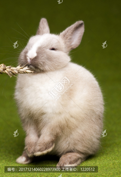 假日