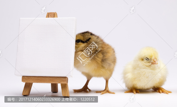動物