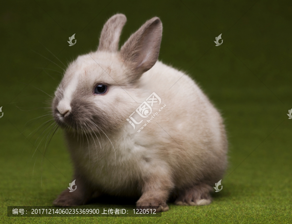 假日