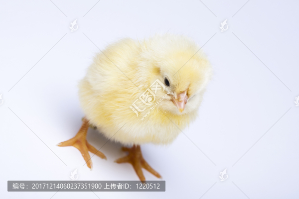 動物