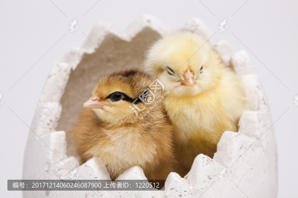 動物