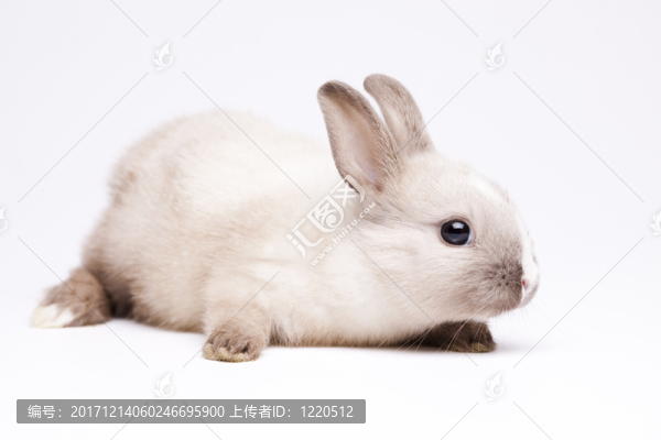 假日